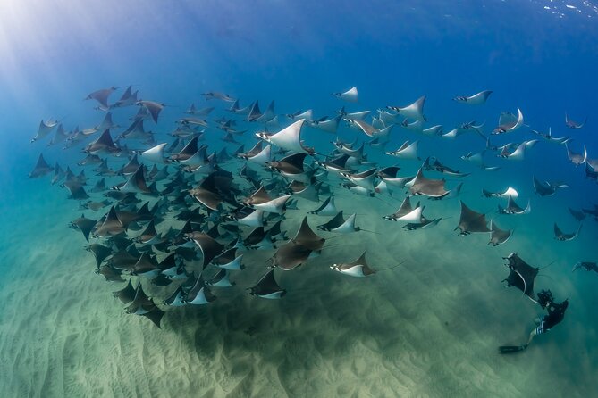 2 Dives in the Cabo Marine Park - Cabo Marine Park in half a day: how this 2-session plan works