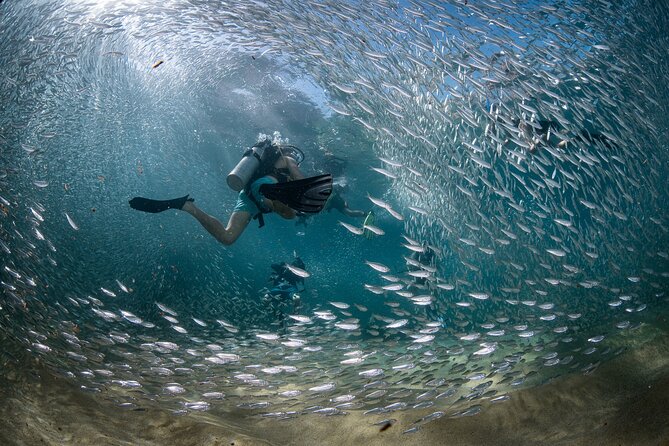 2 Dives in the Cabo Marine Park - What you really get included: the “value math” for $135