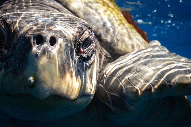 2 Dives in the Cabo Marine Park - The conservation angle isn’t just marketing