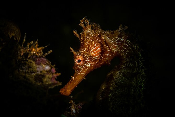 2 Dives in the Cabo Marine Park - Stop-by-stop: what you can expect underwater