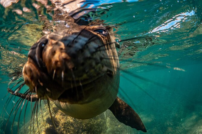2 Dives in the Cabo Marine Park - Boats, timing, and comfort: why short runs help