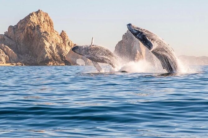 2 in 1 Tour | Arc Tour with Beach Drop - A 3-Hour Boat Loop Around Cabo’s Famous Rock Points