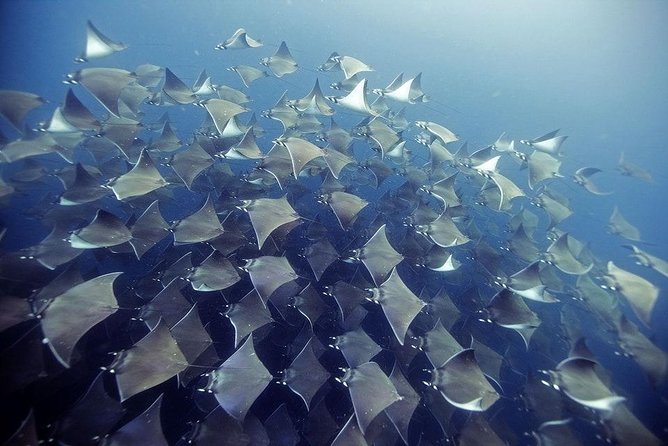 2 Tank Dive - Certified Divers (Santa Maria Bay & Chileno Bay) - Key Things I’d Plan Around
