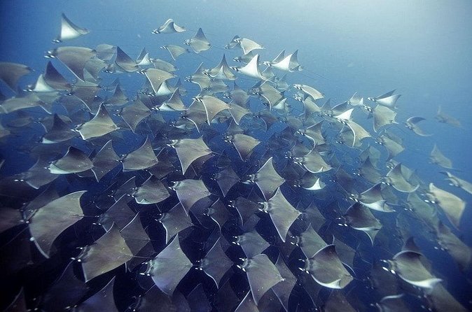 2 Tank Dive - Certified Divers (Santa Maria Bay & Chileno Bay) - What You’ll Actually See: Why These Specific Spots Matter