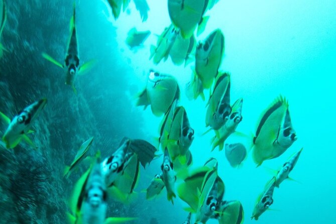 2 Tank Dive - Certified Divers (Santa Maria Bay & Chileno Bay) - Boat Time, Weather, and Why Timing Matters