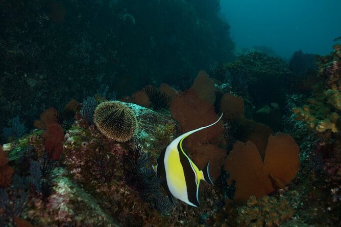 2 Tank Dive - Certified Divers (Santa Maria Bay & Chileno Bay) - Your Two Underwater Stops: Santa Maria vs Chileno (and the “day-of” flexibility)