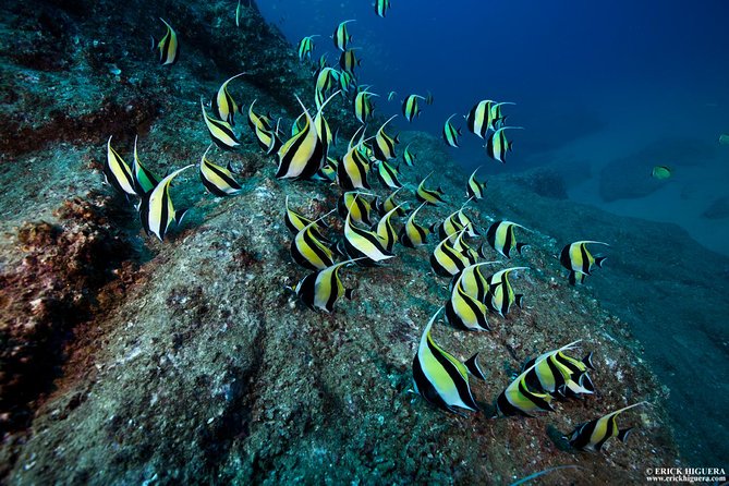 2-Tank Scuba Dive in Cabo San Lucas Reserve for Certified Divers - Key highlights that matter in real life