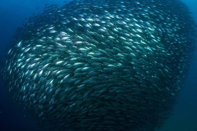 2-Tank Scuba Dive in Cabo San Lucas Reserve for Certified Divers - Second water session: more wildlife with a calm pace