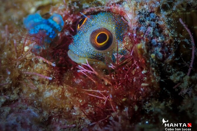 2-Tank Scuba Dive in Cabo San Lucas Reserve for Certified Divers - Safety, group size, and why the guide names you’ll hear matter