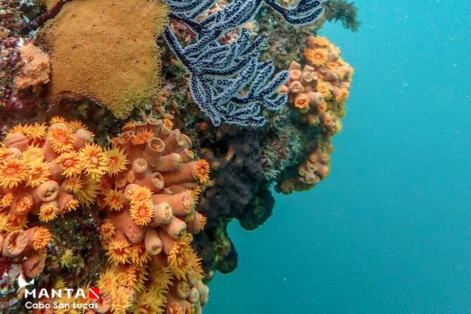 2-Tank Scuba Dive in Cabo San Lucas Reserve for Certified Divers - Price and what your $138 actually covers