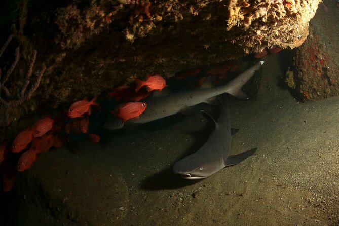 2-Tank Scuba Dive in Cabo San Lucas Reserve for Certified Divers - Who this is for (and who may want a different Cabo plan)