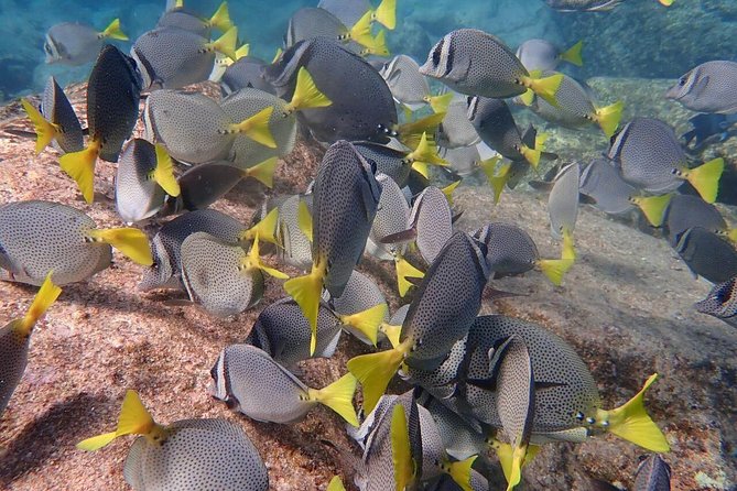 2-Tank Scuba in Marine Reserve and Corridor for Certified Divers - The value of paying $165 for two-tank access