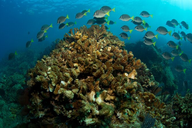 2-Tank Scuba in Marine Reserve and Corridor for Certified Divers - Underwater expectations in the Corridor: fish, rock, and real-world visibility