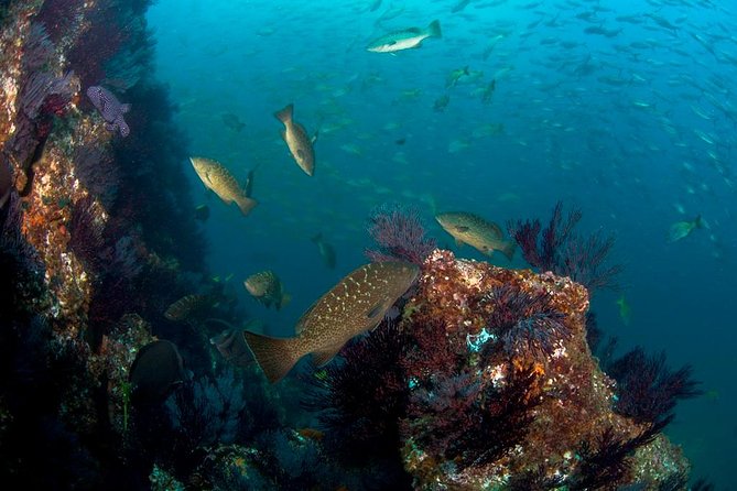 3-Tank Scuba in Marine Reserve and Corridor for Certified Divers - Price and logistics: what $210 really covers