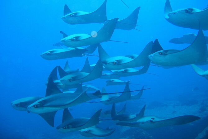 3-Tank Scuba in Marine Reserve and Corridor for Certified Divers - Stop-by-stop: Marine Park and Corridor underwater sessions
