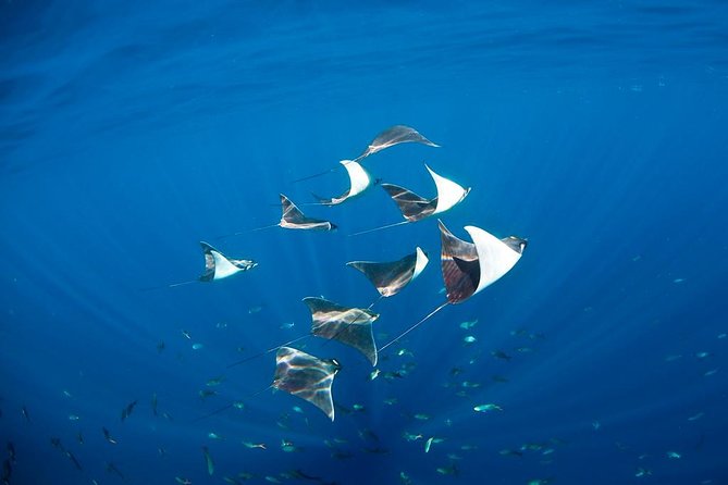 3-Tank Scuba in Marine Reserve and Corridor for Certified Divers - Gear, weights, wetsuits, and comfort tips that matter