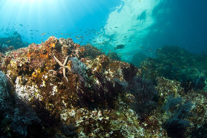 3-Tank Scuba in Marine Reserve and Corridor for Certified Divers - When conditions change: murk, current, and plan adjustments