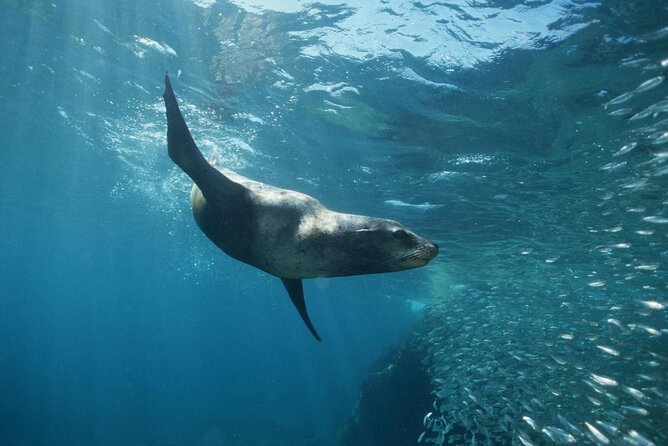 3-Tank Scuba in Marine Reserve and Corridor for Certified Divers - Is this worth booking? Who should choose the 3-tank combo