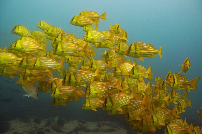 4-Hour Snorkeling Tour in Cabo San Lucas and Corridor - Getting to the meeting point: simple, but plan it once