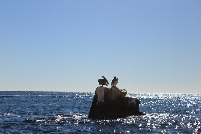 45 Minute Transparent Boat Ride to the Arch of Cabo San Lucas - Why This Transparent Boat Ride Is Worth Your Time