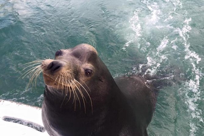 Arch Tour with Amazing Captain in Cabo San Lucas - Sea Lions Colony, Pirate’s Cave, and Pelican Rock: the ride between the icons