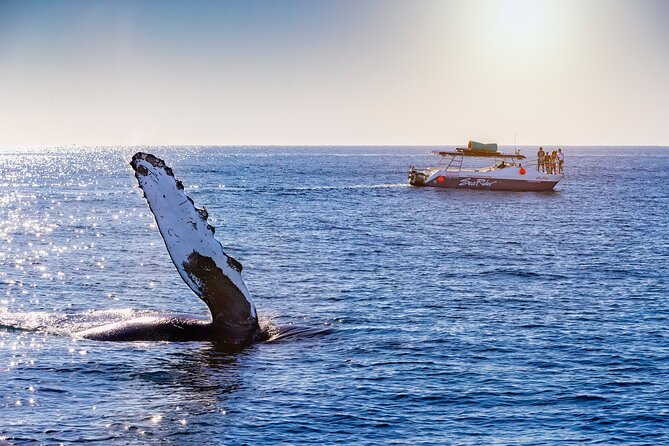 Bay Trip and the Arch of Cabo San Lucas - Stop 1: El Arco de Cabo San Lucas for the classic photo