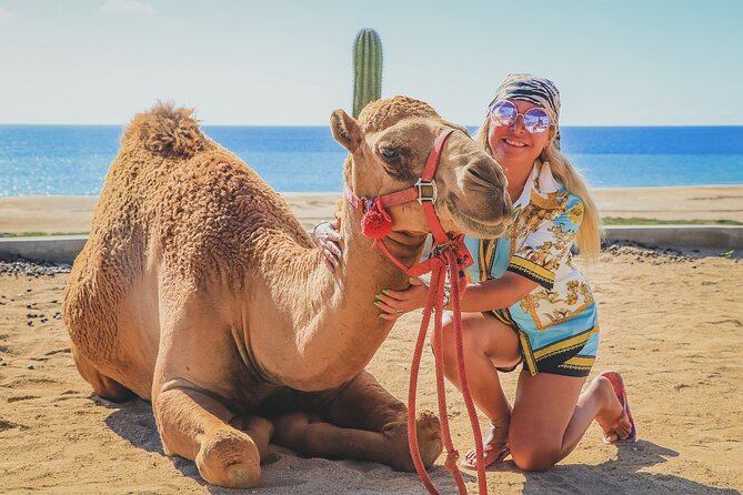 Beach Camel Ride and Encounter in Cabo - Cactus Tours facility: the animal interaction part