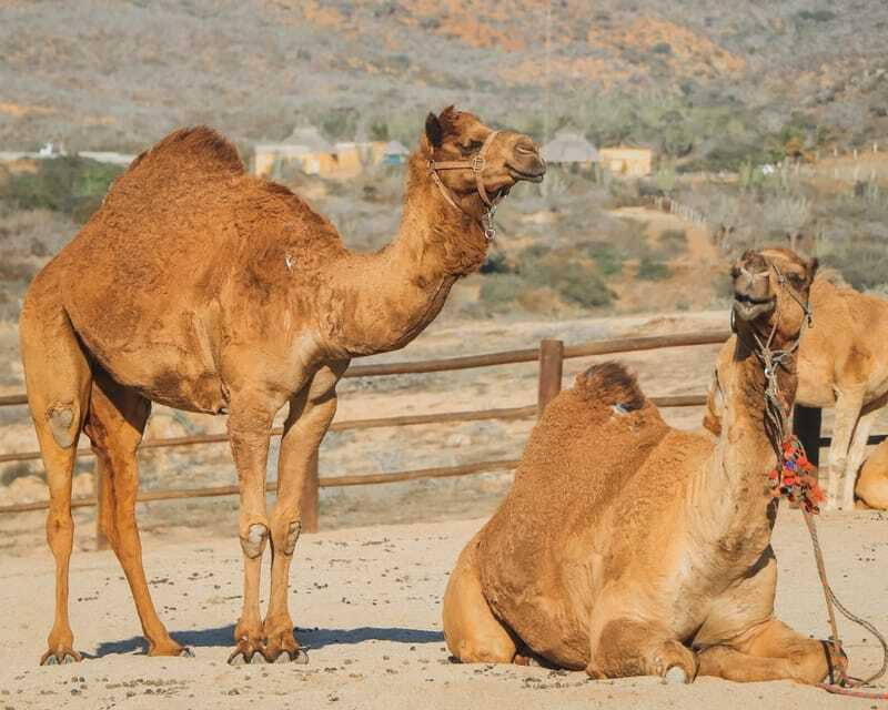 Beach Camel Ride & Encounter in Cabo by Cactus tours park - What the Guided “Game Drive” Adds (and Where It Can Feel Like Waiting)