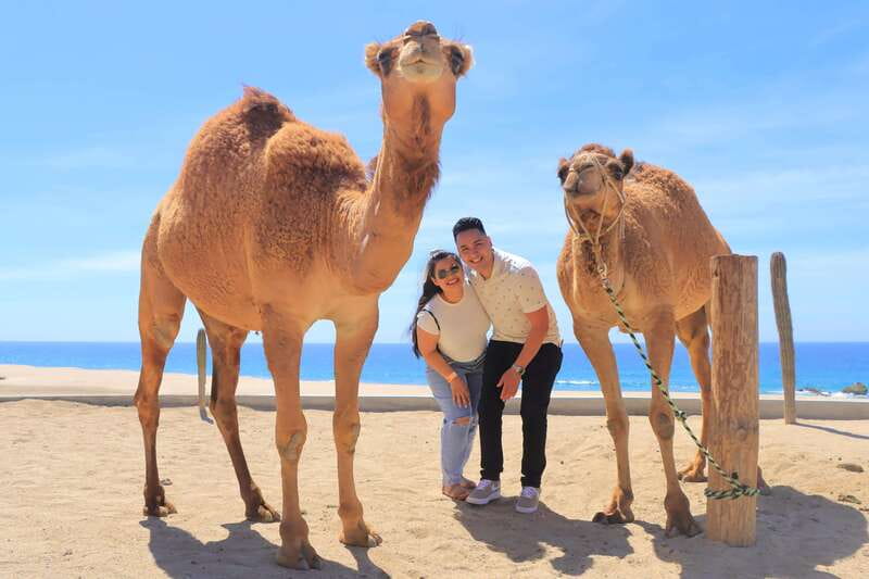 Beach Camel Ride & Encounter in Cabo by Cactus tours park - My Booking Advice: Should You Choose This Cabo Camel Ride?