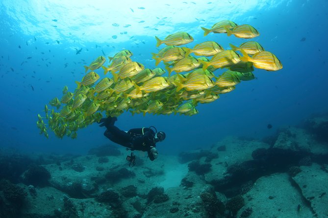 Beginner Scuba Diving in Cabo San Lucas - Meeting at Blvd. Paseo de la Marina: what your 4-hour day actually looks like