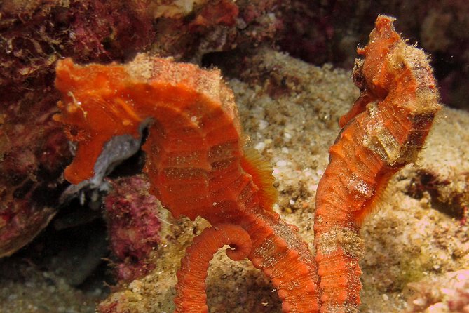 Beginner Scuba Diving in Cabo San Lucas - Stop 1: the manta area and the kind of marine life you should expect