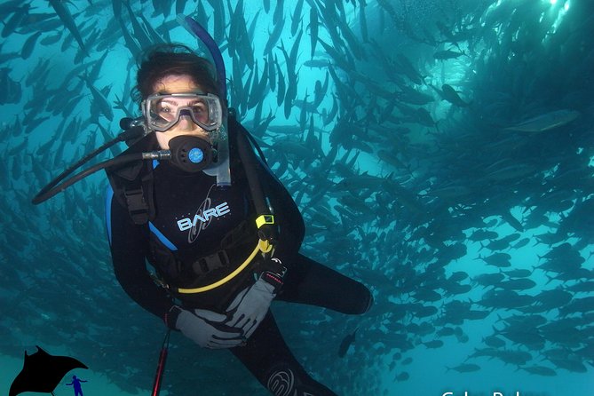 Beginner Scuba Diving in Cabo San Lucas - Stop 2: the Arch of Cabo San Lucas for big views and big animals