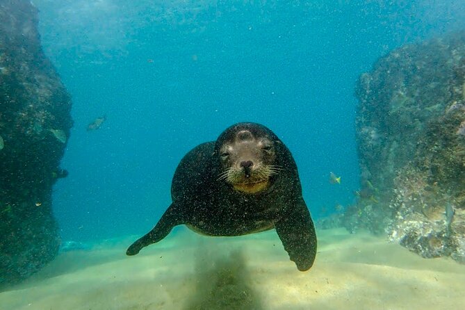 Beginner Scuba Diving in Cabo San Lucas - Safety and ear comfort: what the protocol means for you