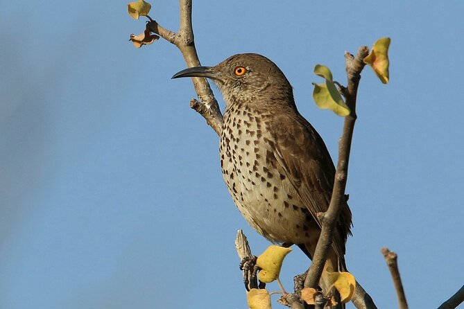 Birding San Jose Estuary Los Cabos Mexico - Endemics, Residents, and How the Guide Helps You See More