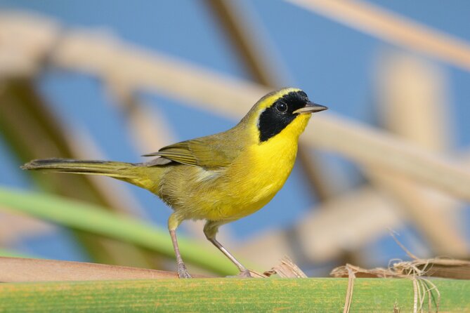 Birding San Jose Estuary Los Cabos Mexico - Who This Tour Fits Best in Los Cabos