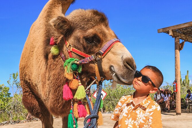 Boat Ride to the Arch and Beach Camel Ride in Cabo San Lucas - Van transfer to Rancho Tierra Sagrada: the calm break between big sights