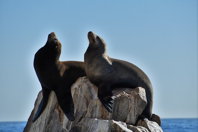 Boat ride to the Arch and Snorkel - The 11:30am Cabo route: landmarks first, then a smooth Sea of Cortez cruise