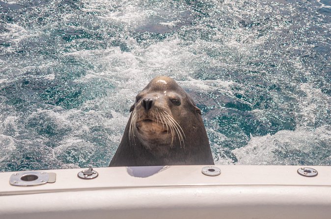 Boat Tour Snorkeling Tour with Guide, Drinks and Fruit - Who This Tour Suits Best in Cabo