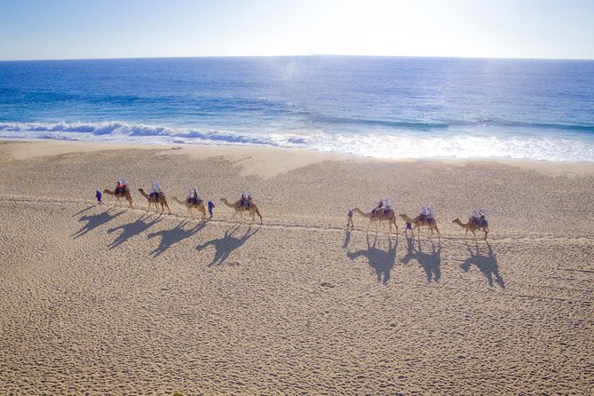 Cabo Beach Camel Ride, Mexican Buffet and Tequila Tasting - The Pacific Coast Drive Sets the Mood for Baja