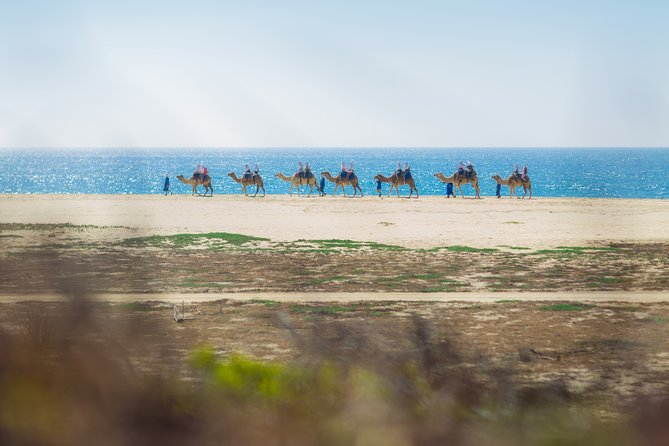 Cabo Beach Camel Ride, Mexican Buffet and Tequila Tasting - Tequila Tasting: Included Drinks, Not Just a Sip-and-Skip