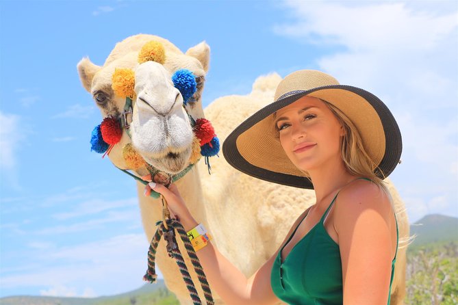 Cabo Beach Camel Ride, Mexican Buffet and Tequila Tasting - Price and Value: What $99 Buys After the Extras