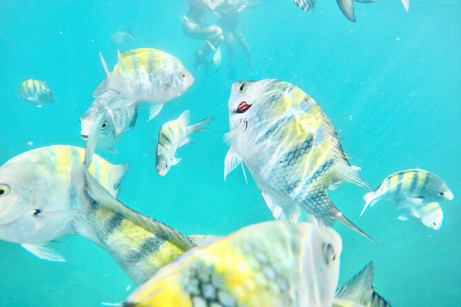 Cabo Blue Snorkeling Cruise, Open Bar and Lunch in Cabo San Lucas - Cabo Blue in 60 seconds: what makes this cruise work