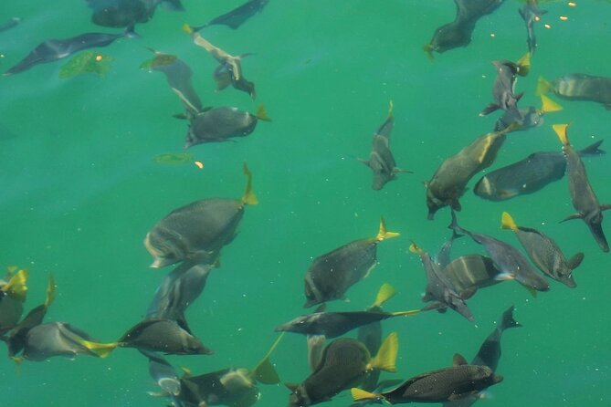 Cabo Catamaran – Snorkeling Tour & Coastal Views - Who This Tour Is Best For (and Who Might Prefer a Different Plan)