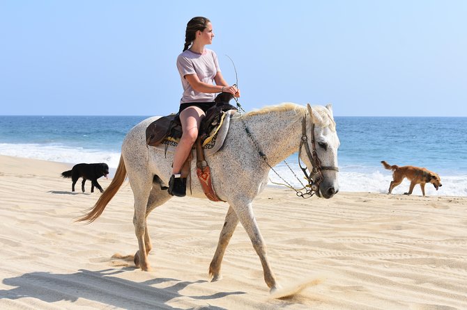 Cabo Desert Off-Road & Beach Horseback Combo and Tequila Tasting - Hotel Pickup, Real Timing, and Why You Should Build in Buffer