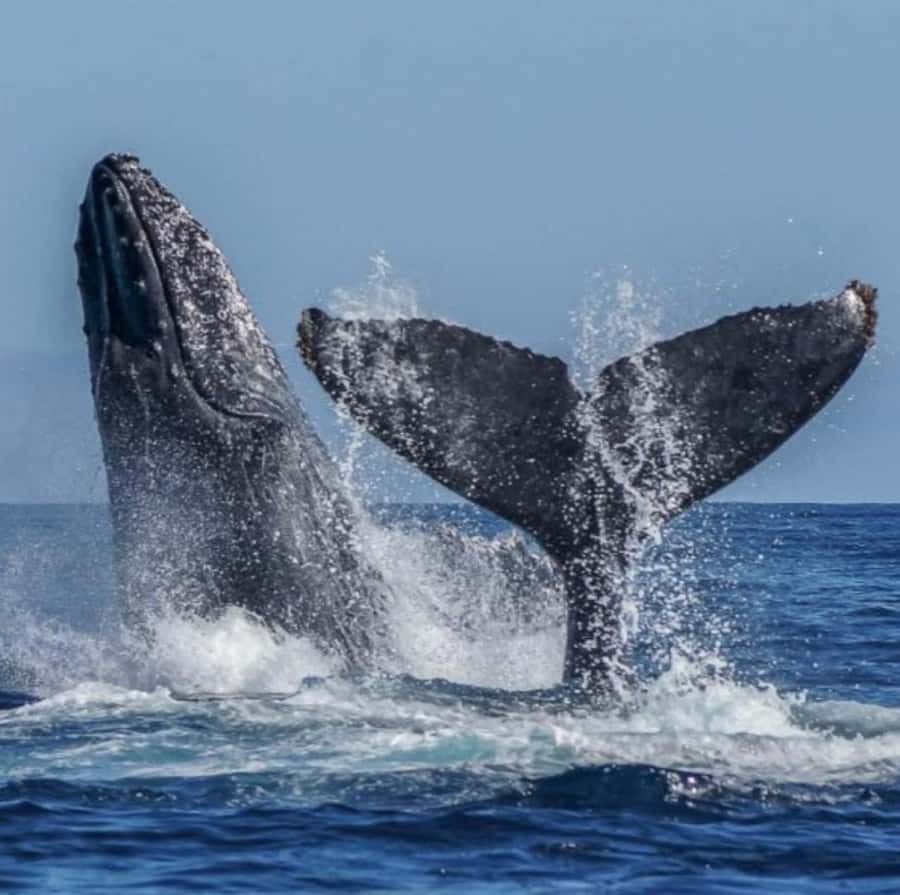 Cabo: Private Yacht Tour, Water Activities, Lunch & Drinks - Lunch, snacks, and Margaritas: when the cruise turns into a meal