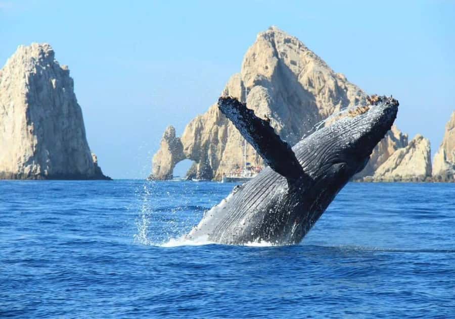 Cabo: Private Yacht Tour, Water Activities, Lunch & Drinks - Personal music and special celebrations: turning a trip into an occasion
