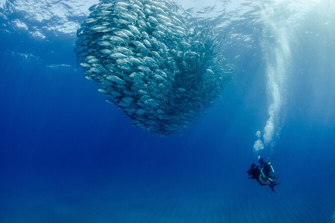 Cabo Pulmo 2 Tank Certified Dive with Lunch - The practical upside (and what to watch)