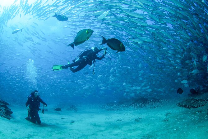 Cabo Pulmo 2 Tank Certified Dive with Lunch - Cabo Pulmo Marine Preserve: why this reef is the main event
