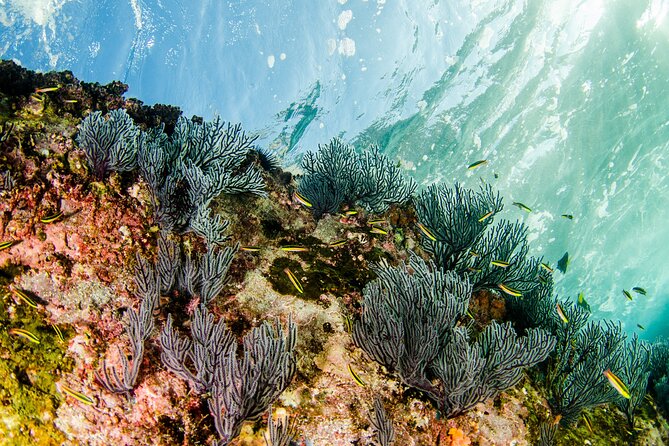 Cabo Pulmo 2 Tank Certified Dive with Lunch - The certified two-tank format: what your day looks like