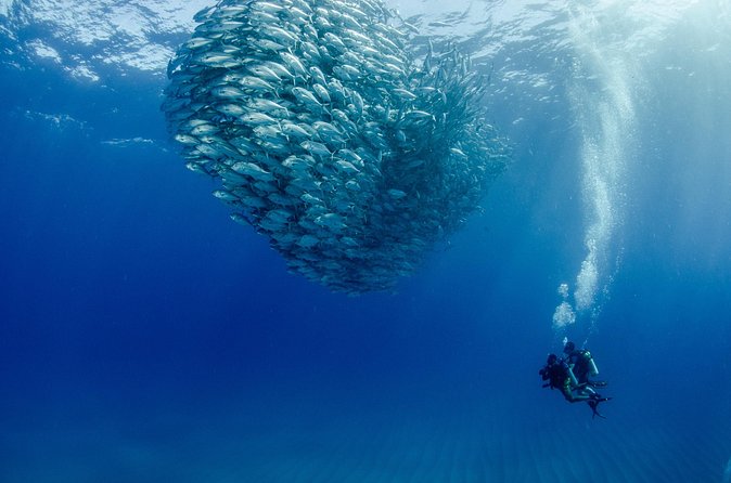 Cabo Pulmo 2 Tank Certified Dive with Lunch - Small group (up to 4): why the vibe feels different
